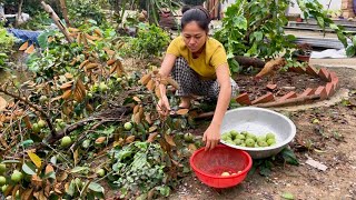 From Ruins to Warmth… A Simple Family Meal After the Storm | Ly Tieu Yen