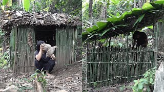 Trap and find a way to tame the jungle fowl - 2 years of survival in the rainforest - episode 27