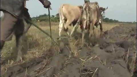 Land preparation video in  Moore language