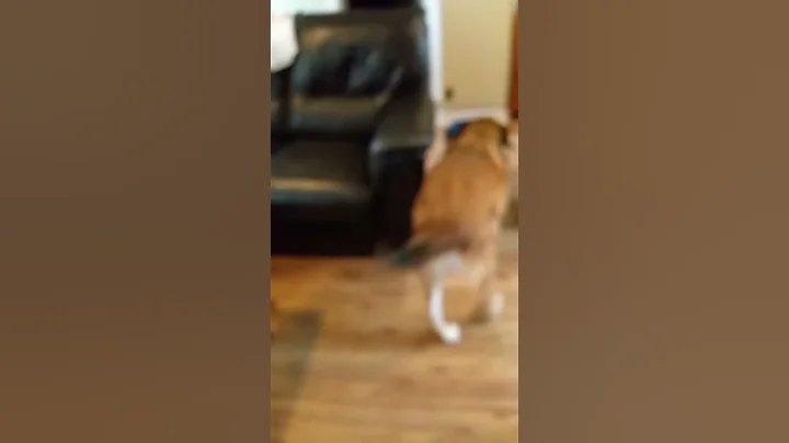 Dog gets so happy to see grandma and grandpa