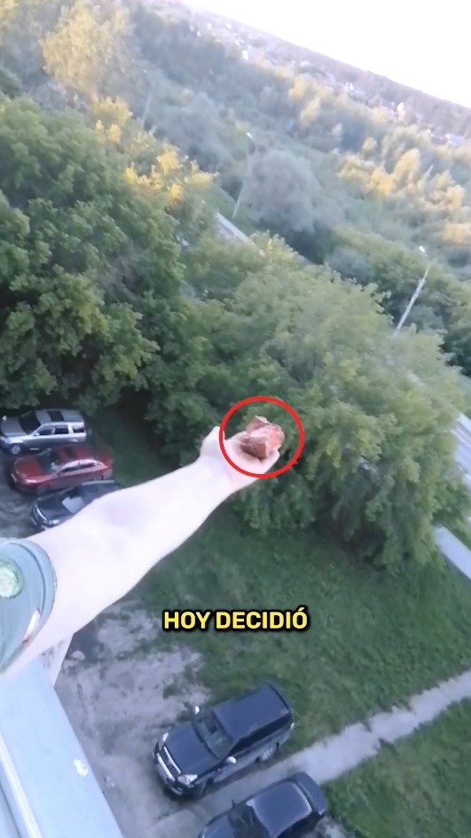 ¡Ella tiene un halcón como mejor amigo… y lo que hace es increíble! ??