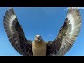 Bird Steals EggCam & Films Penguins From The Air