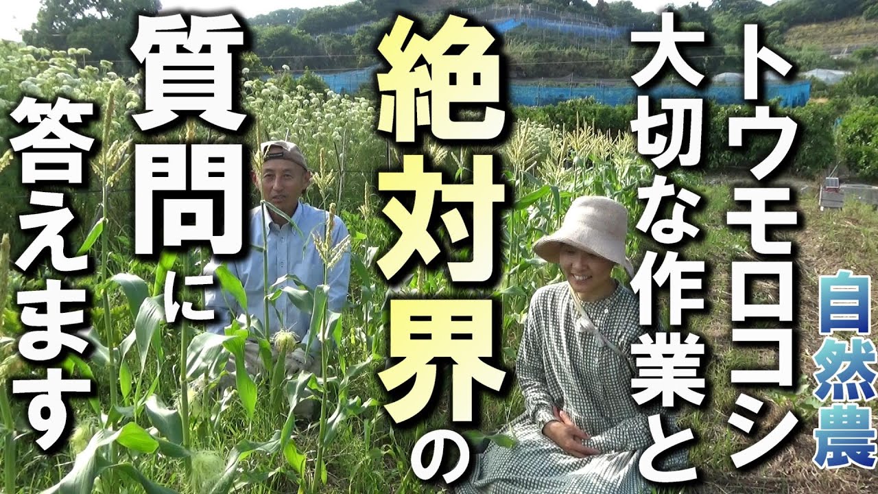 自然農】トウモロコシの大切な作業と「絶対界」についての質問に答え
