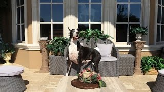 Beautiful Great Dane relaxes on a patio chair Happy Senior Great Dane Relax On Patio Loungers