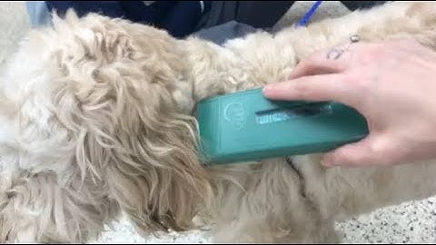 How to: Check a microchip