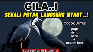 GILA‼️ Suara Pikat Burung Ruak-Ruak Paling Gacor, Sekali Putar Langsung Nyaut