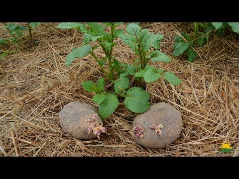 Video: Erhöhte Kartoffelanbaumethoden: Wie man oberirdische Kartoffeln anbaut