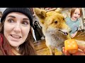 JENNY visits GERMANY!! Dad Adley Niko and Friends make a Squishy Zoo! Mom finds fun new toys &amp; a Fox