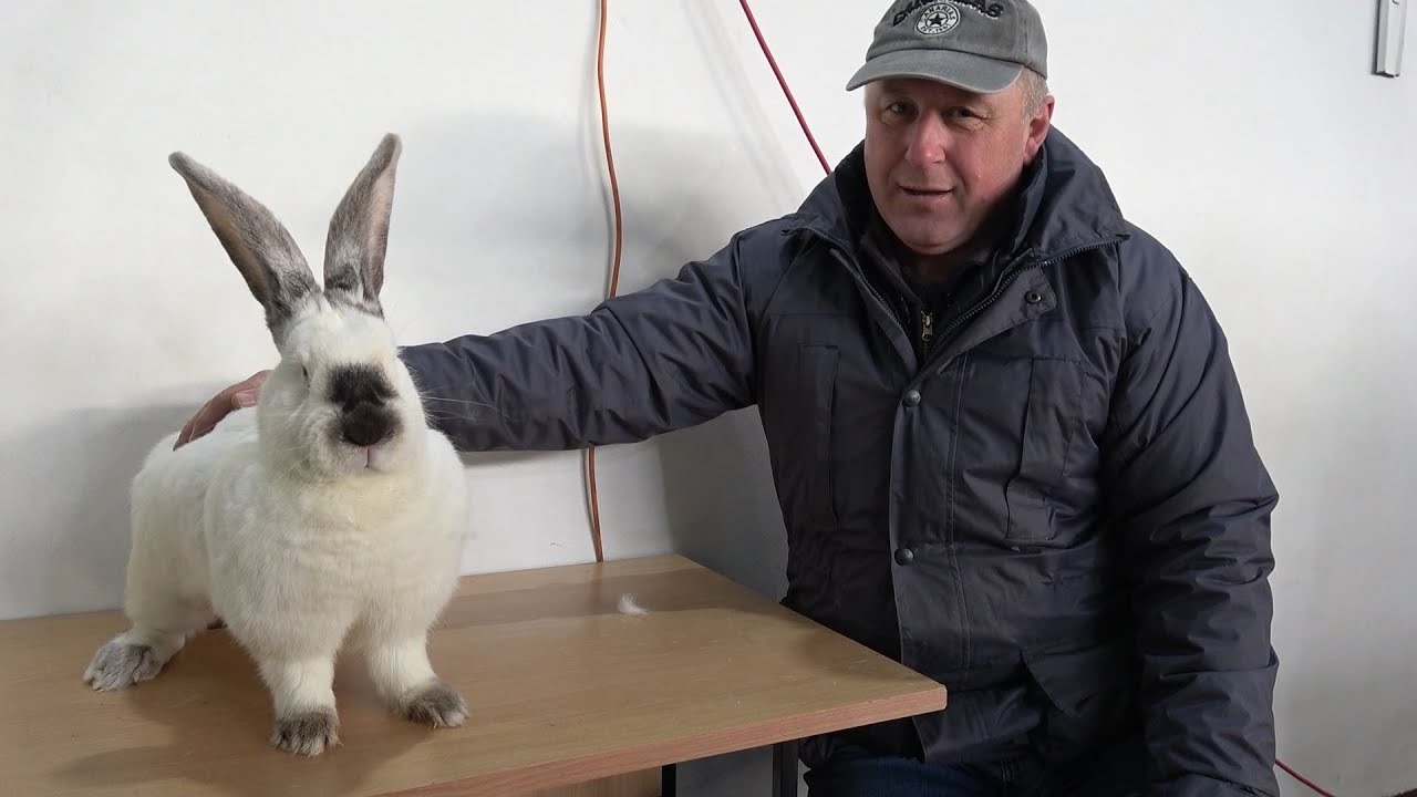 Expozitie cu pasari si animale mici Ludus, Mures 5 Ianuarie 2025 Nou!!!