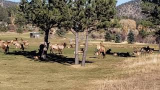Elk In 1