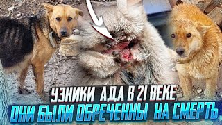 Освобождения  УЗНИКОВ😱 | Они были обречены