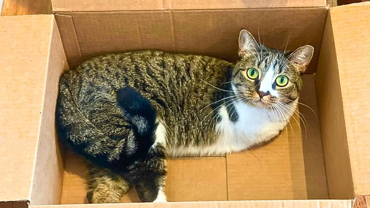 Left in a Box, This Kitten Defied His Fate