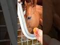 October 18, 2024🥕T O Keynes【テーオーケインズ】にんじん食べる。