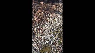 Full Bridge Guy Video W Enhanced Sound