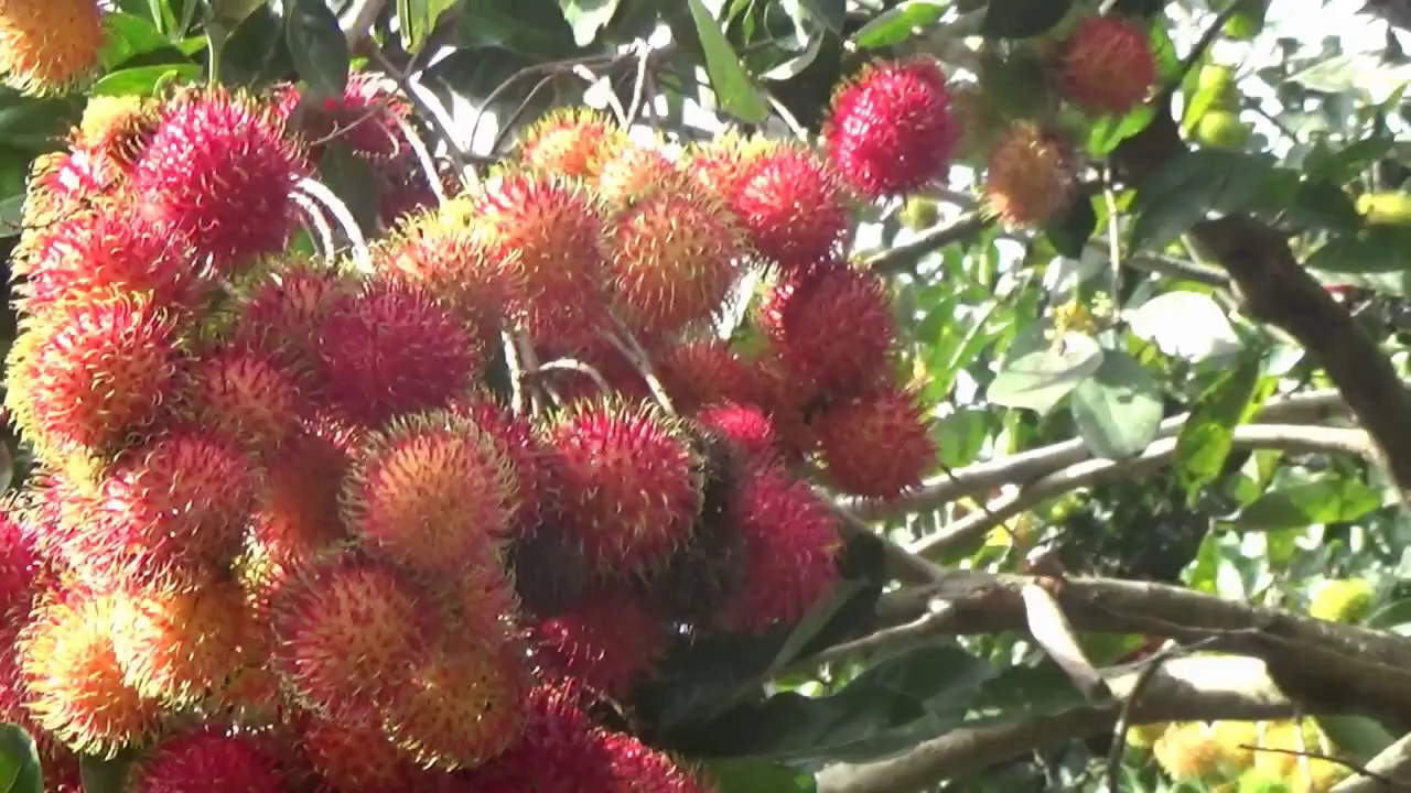 Rambutan Si Merah Yang Manis YouTube