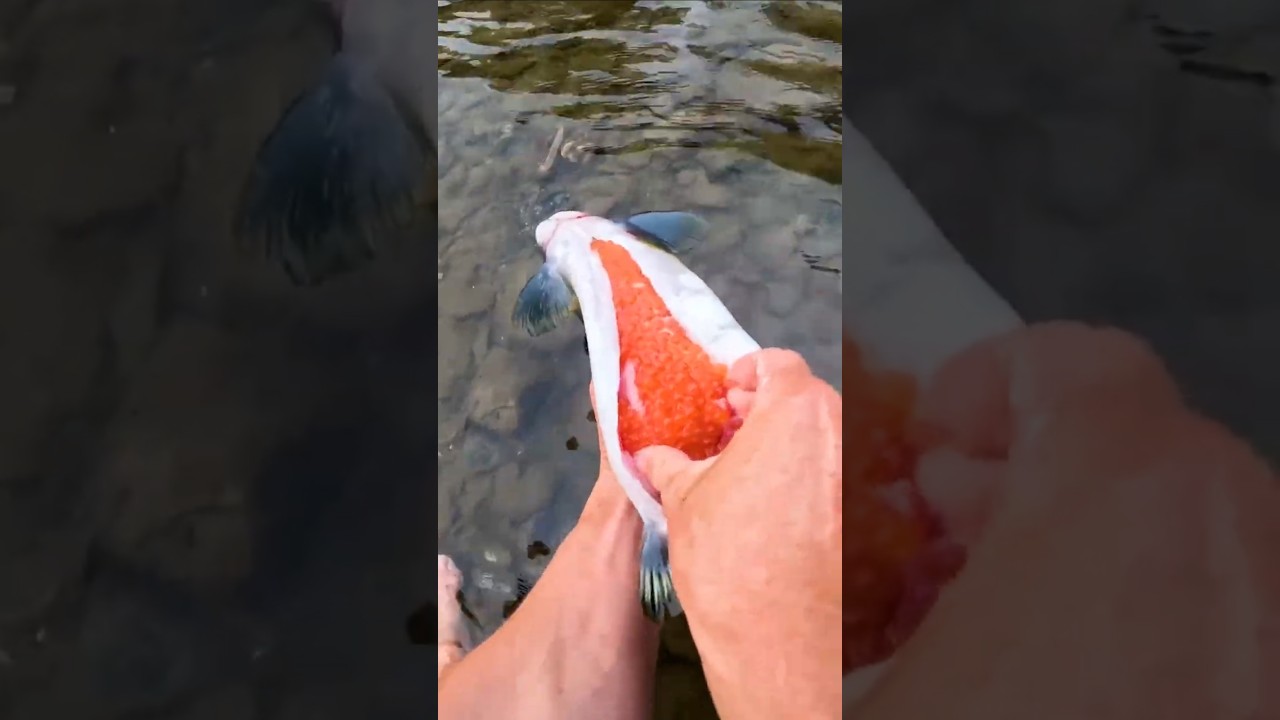 Selbstgemachter Kaviar vom Buckellachs 🤤🐟