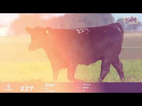 LOTE 227   TAT 3151 F Brangus destaque