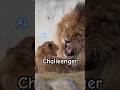 パパに噛みつく!?🦁 アルの反撃|Little Challenger😼のんほいパーク#shorts #lion #baby
