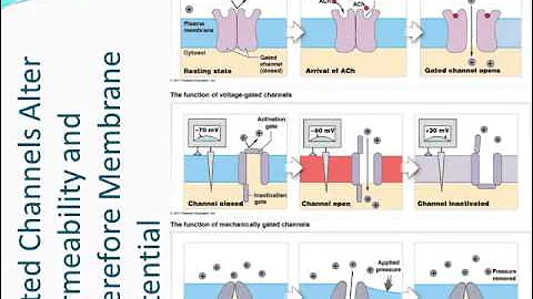 Chapter 11 - Neural Tissue - Part 2