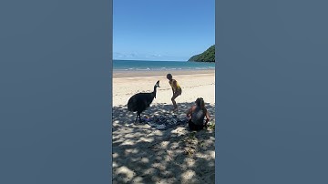 Kasuaris verstoort strandpicknick || ViralHog