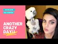 MOVING OUT 10 PARROTS WAS SO MUCH HARDER THAN I THOUGHT... | MARLENE MC'COHEN