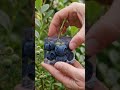 “From Little Berry to Big Harvest – Blueberry Transformation” #BerryGrowth#FromSeedToHarvest#Fruit