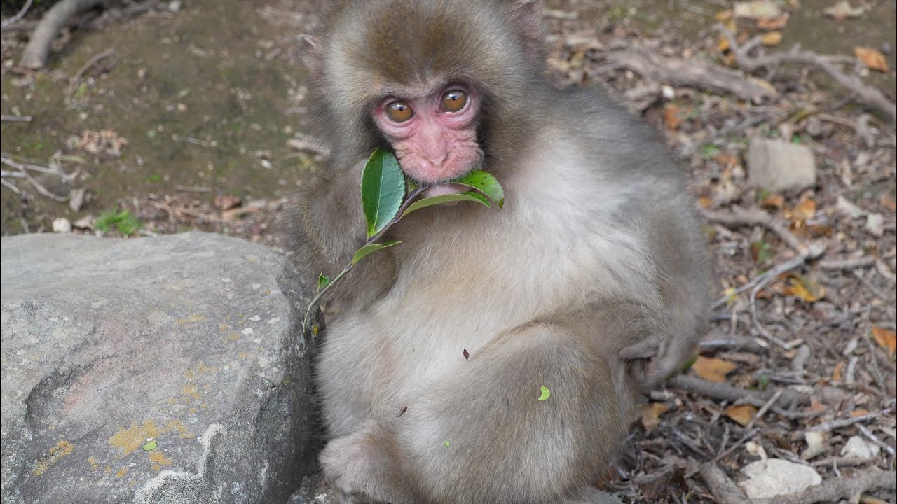 Вопреки всему: Жизнь обезьянки Тен-Тен тяжелее чем у Панча #punchmonkey #snowmonkey #monpai #monyet