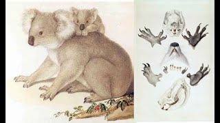 Ferdinand Bauer's Koala Watercolours