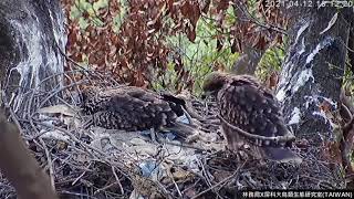 20210412布丁路過遇到布蕾攔路 - 屏東黑鳶巢Black Kite Nest Cam台湾トビ子育て