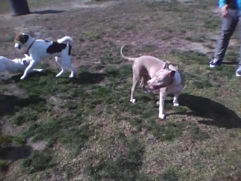 beagle vs golden retriever siberian husky park day 72 with shadow and funnydog tv beagle vs golden retriever siberian husky park day 72 with shadow and funnydog tv