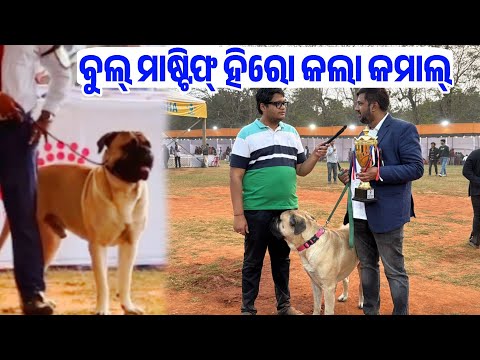 Bull Mastiff Dog Hero Dog show Odisha 2026 live Interaction with Owner Abinash full video