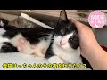 保護した子猫の母猫のその後　夫婦の葛藤　海辺で生まれたハチワレ④≪母猫編≫　ナレーション付【保護猫幸せ物語】#30 Foster cat`s happy story