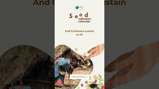 Seed Collection Calendar for August-September