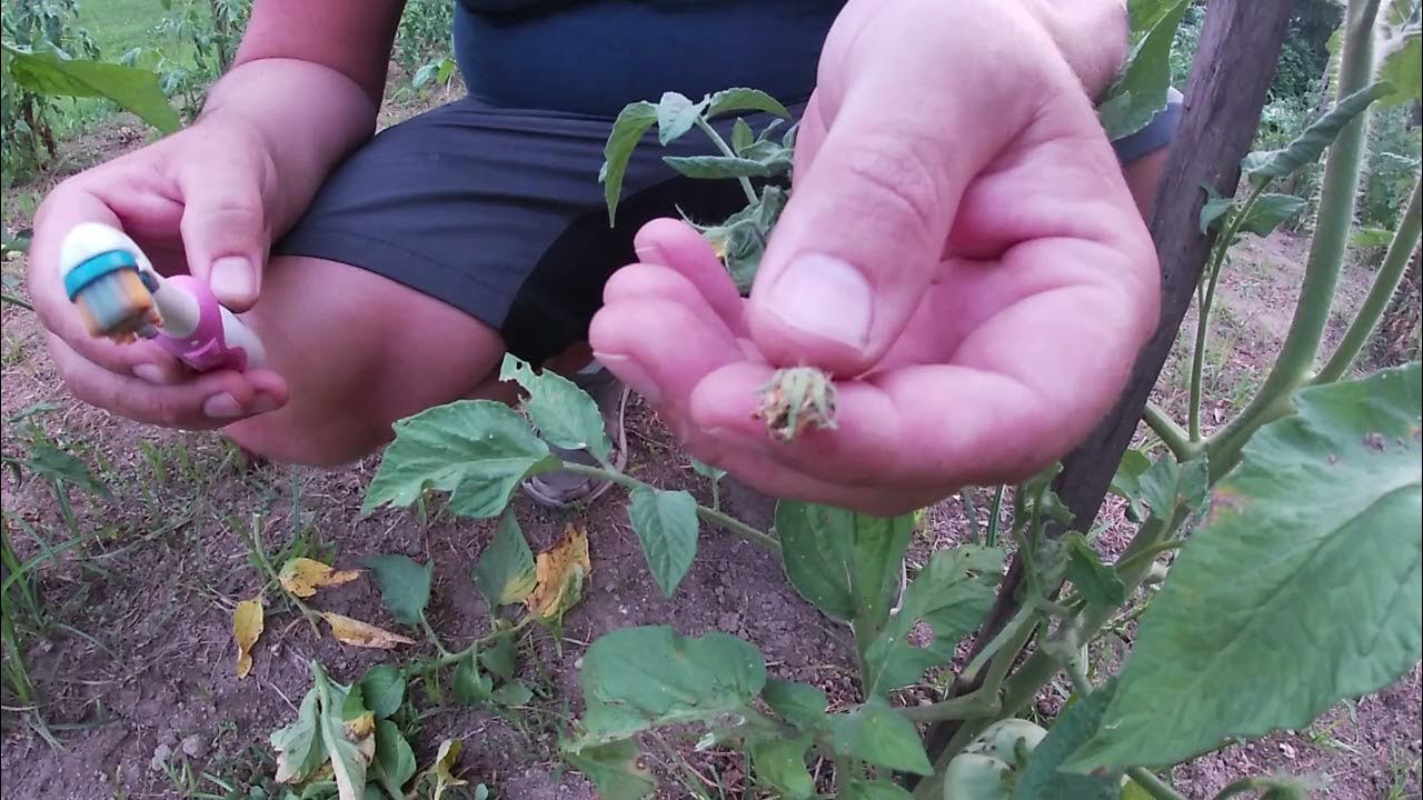 Simple trick to pollinating heirloom tomato plants. Full viral video