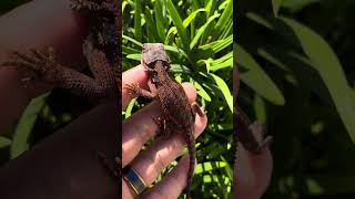 Windows love red monster bearded dragons!?!?!