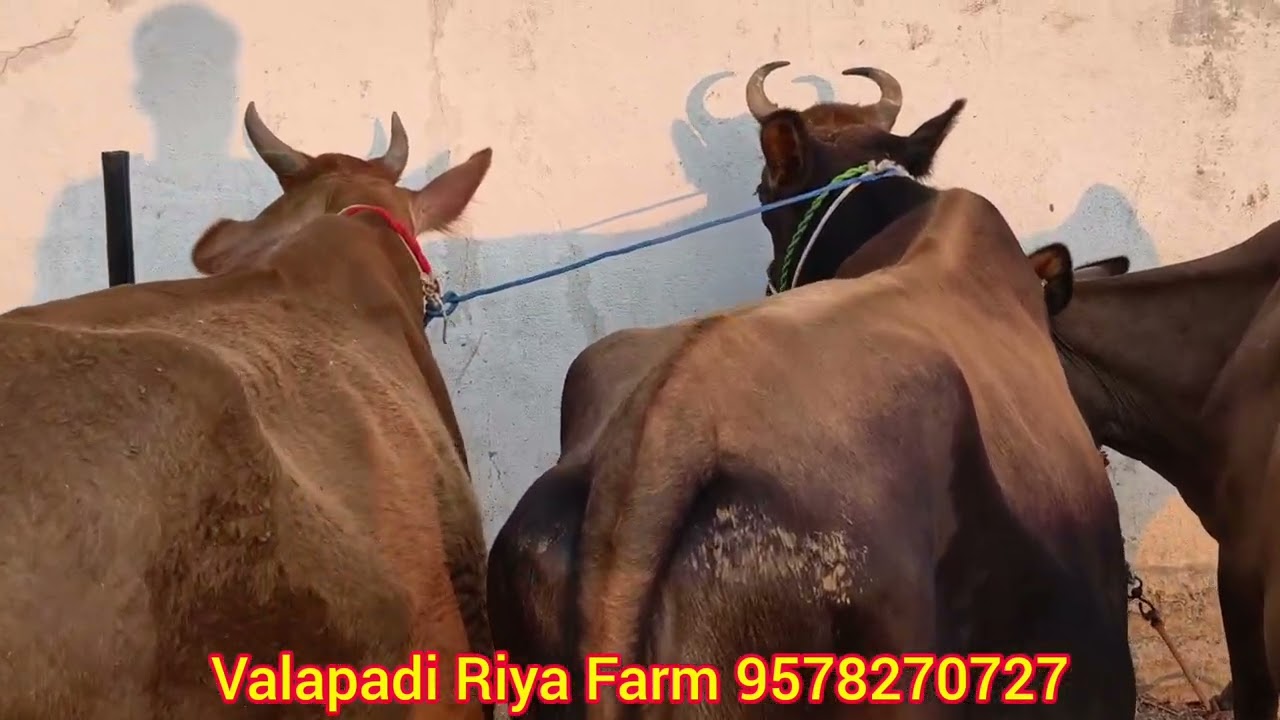 Low budget Quality Cow's Available 20.02.26