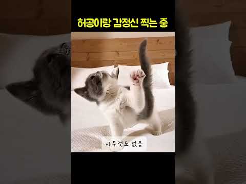 냥이의 미친연기력.. #고양이 #cat #cute #catlife #funnycats