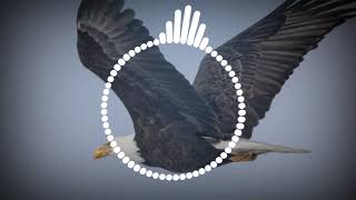 Eagle  Sms Ringtone  Eagle Sound Effect  New Notification Ringtone 