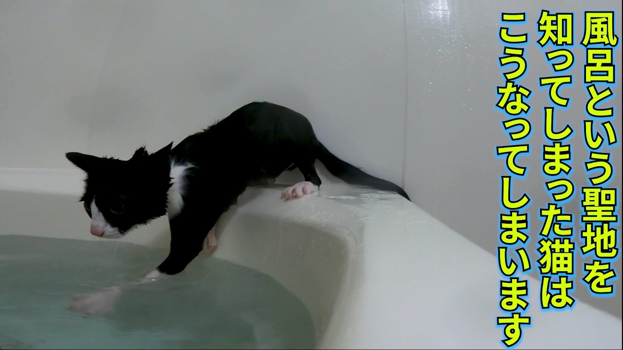 AI動画だと間違われる風呂が好きすぎる保護猫の兄妹はこうやって誕生したようです