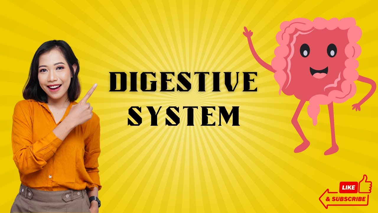 A Journey through the Digestive System | Dive into the Marvels of Nature's Efficient Orchestra!