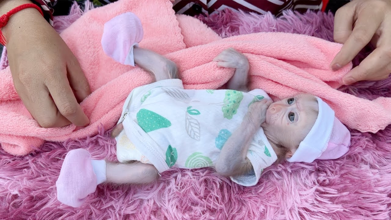 Mom Done Treat For Beautiful Baby Monkey Tauch