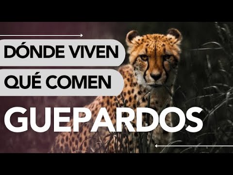 Dónde VIVEN los GUEPARDOS y QUÉ COMEN 😲 ¡INCREÍBLE! hqdefault