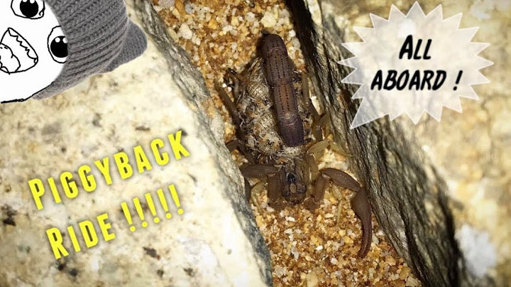 MY SCORPION GAVE BIRTH ?!! ~ AWESOME !!!