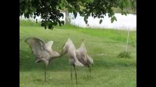Sandhill cranes mating dance