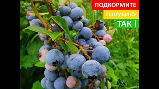 Чтобы голубика плодоносила, подкармливаю её серной кислотой!