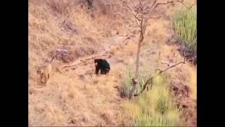 Tiger vs Bear Fight – Who Will Win? | Ultimate Wildlife Showdown! 🐻🔥 