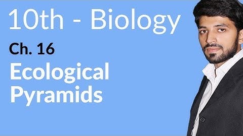 10th Class Biology Chapter 16 - Ecological Pyramids - Class 10 Biology Chapter 16