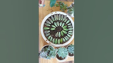 Bí quyết nhân giống sen đá từ lá không bị úng thối | How to Propagation of succulents from leaves