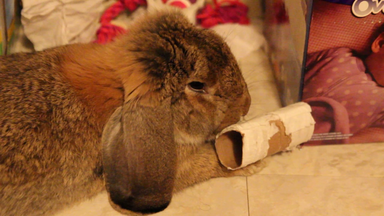 The Easy Life of my French Lop 