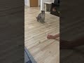 猫の狩猟本能